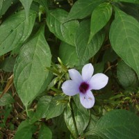 Barleria involucrata Nees